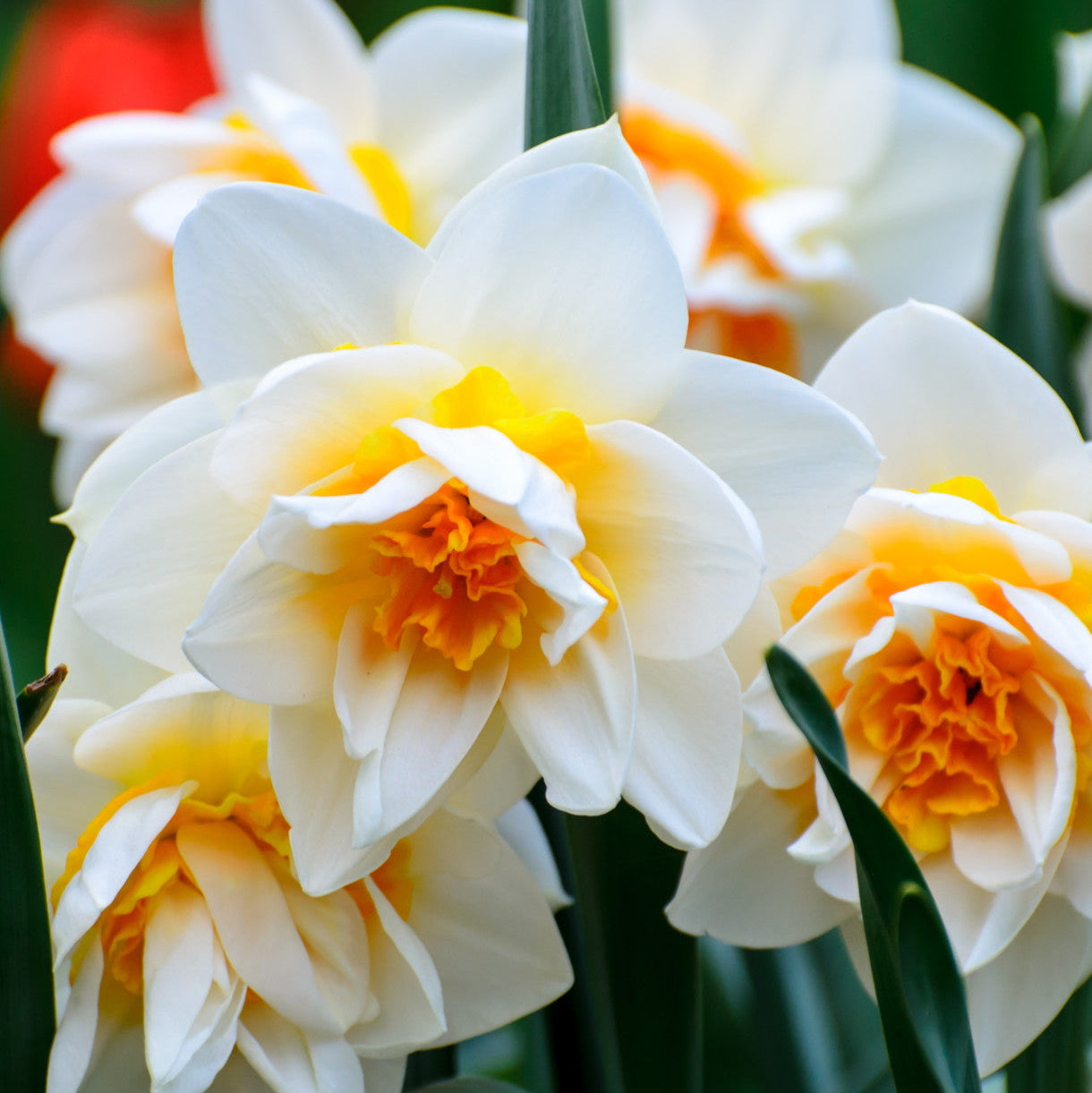 Narcise Duble Flower Drift