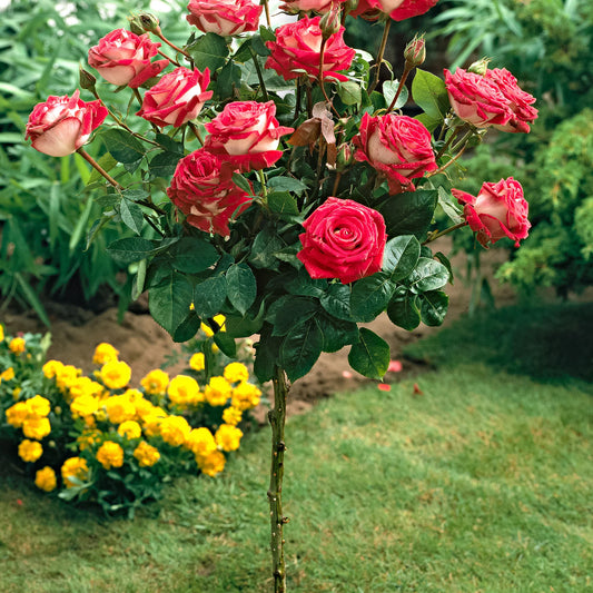 Trandafir pe tulpină înaltă (Pomișor) Printesa Farah