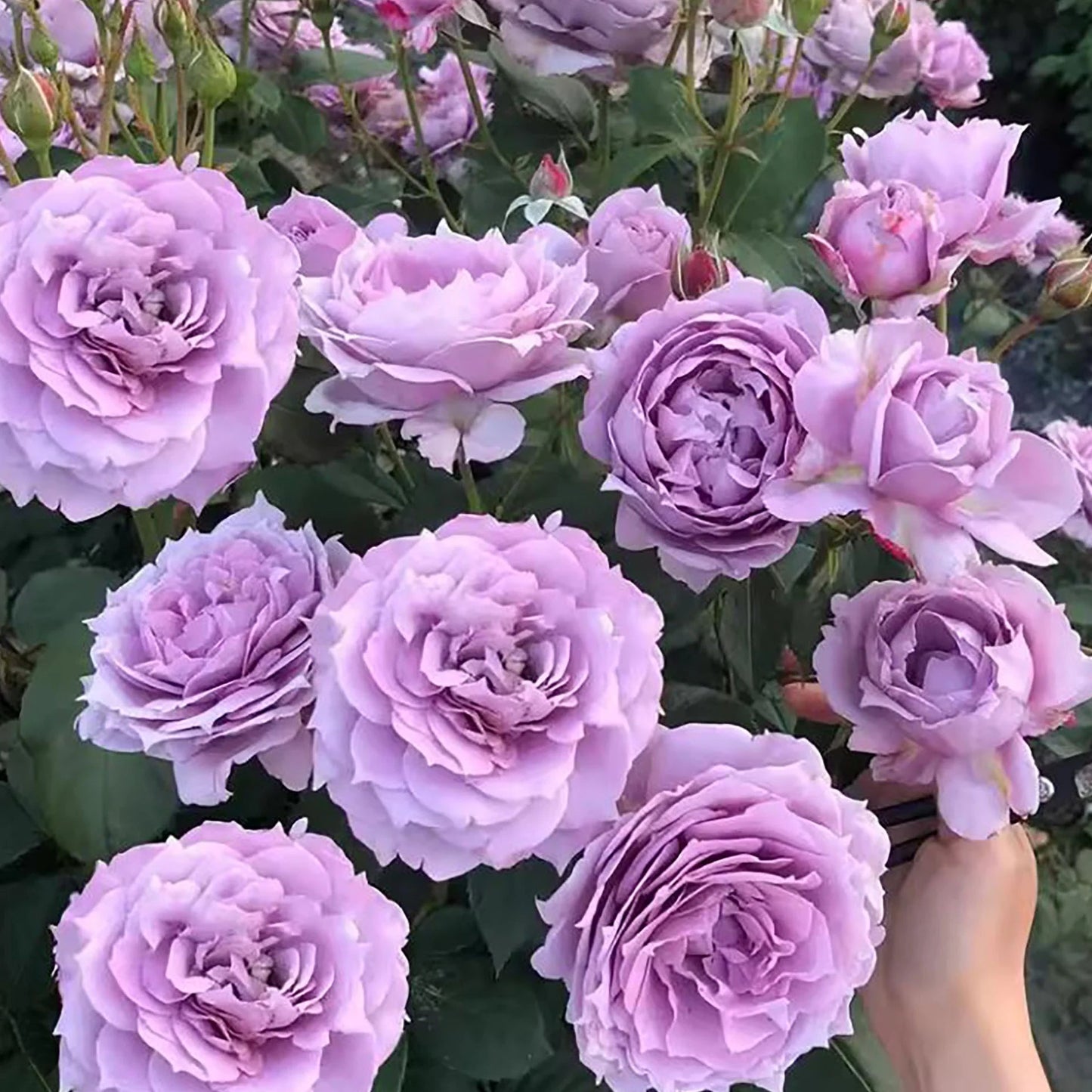 Trandafir pe tulpină înaltă (Pomișor) Novalis