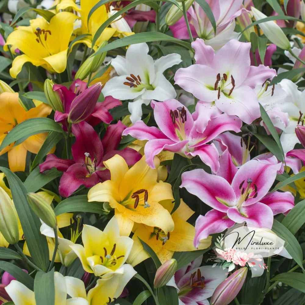 Pachet 10 Lilium Mix