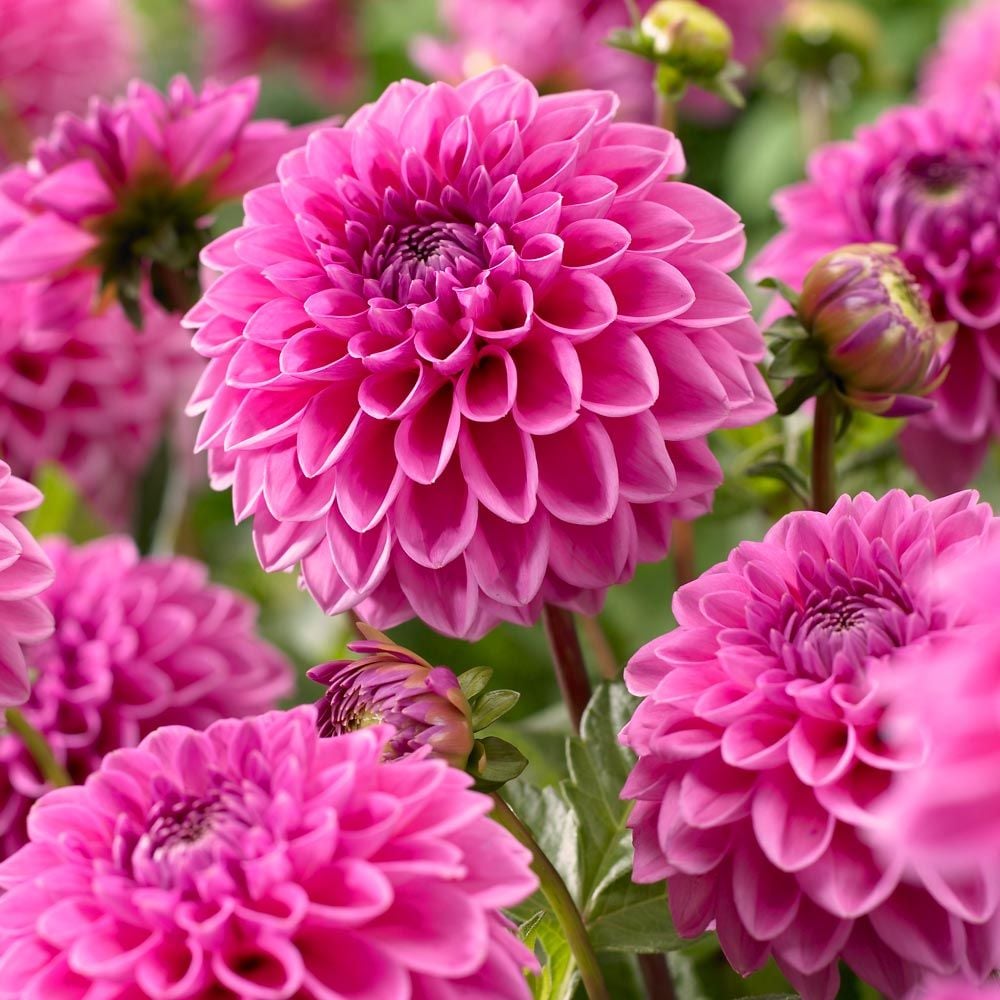 Dalia Pink Show