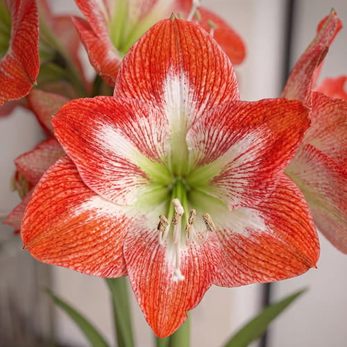 Amaryllis Minerva
