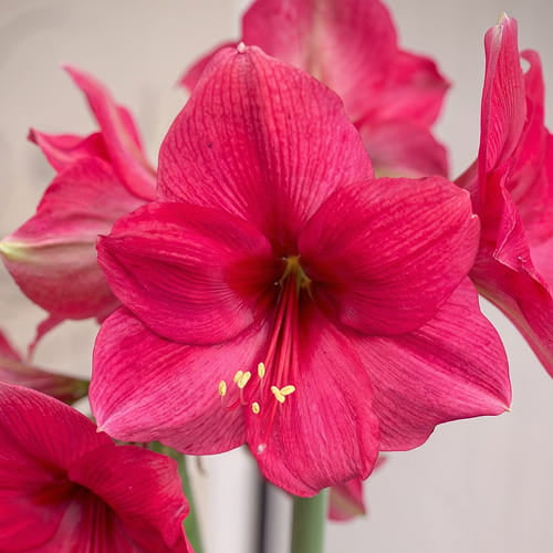 Amaryllis Pink Surprise