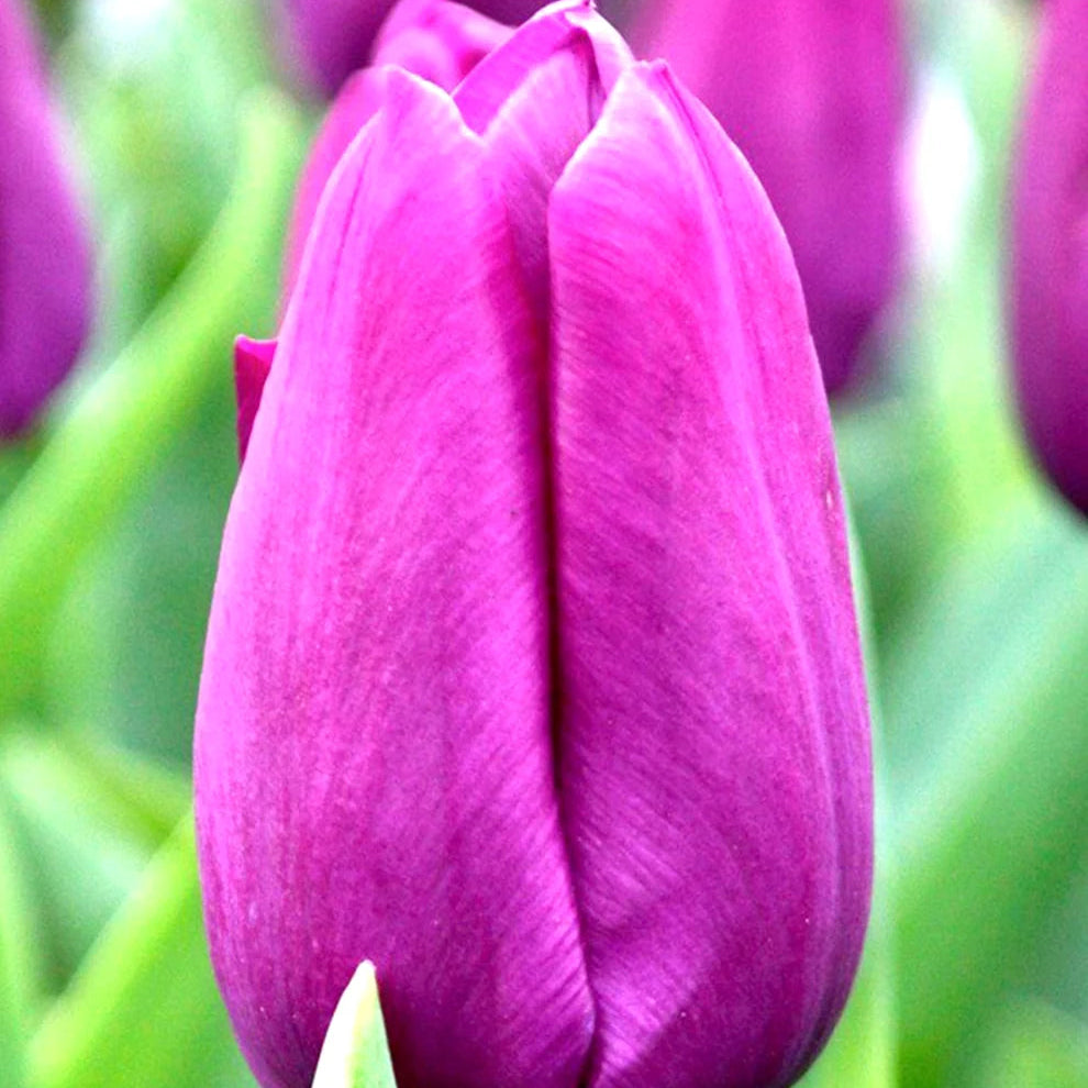 Lalele Purple Prince