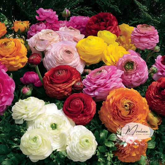 Ranunculus Mix (10 Bucăți)