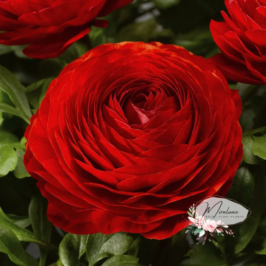 Ranunculus Red