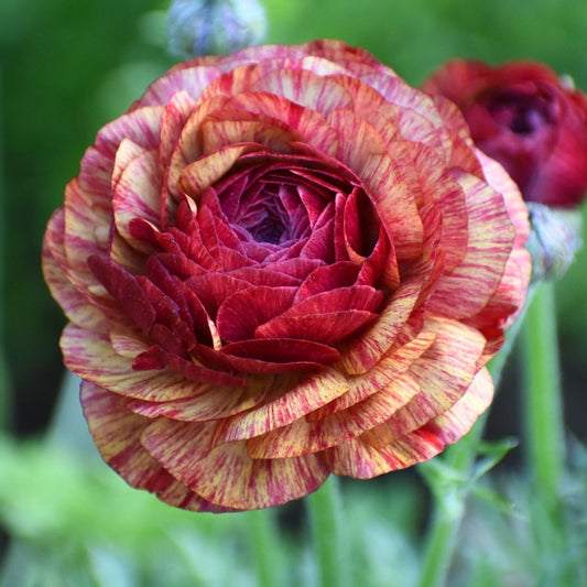 Ranunculus Aviv Picotee Cafe