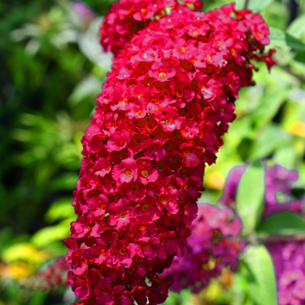 Liliac de vară (Buddleja) Red Admiral