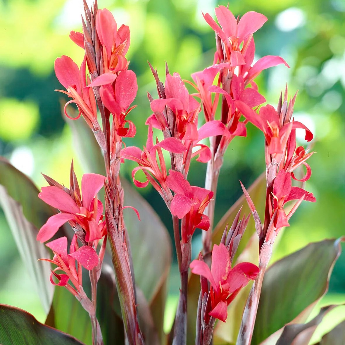 Canna Indica Gigant Red Stripe