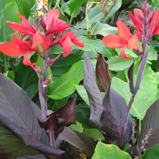 Canna Indica Red Velvet