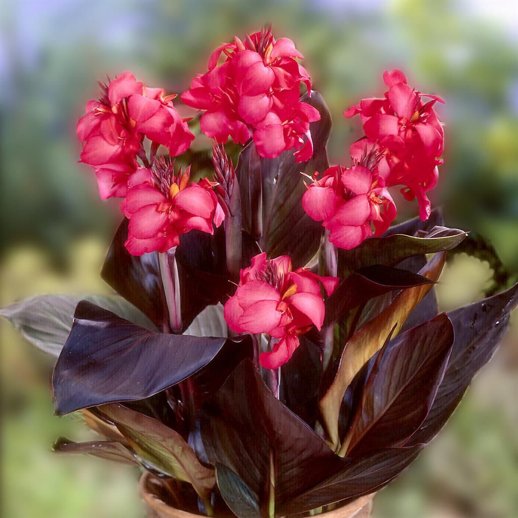 Canna Indica Red Wine
