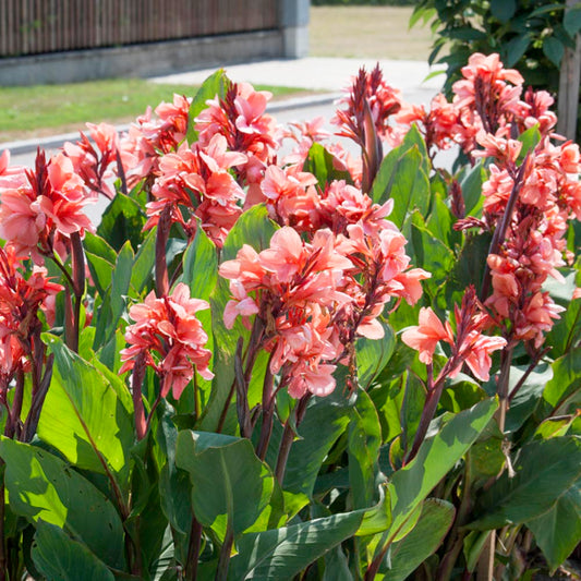 Canna Indica Salmon Beauty