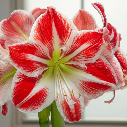 Amaryllis Spartacus