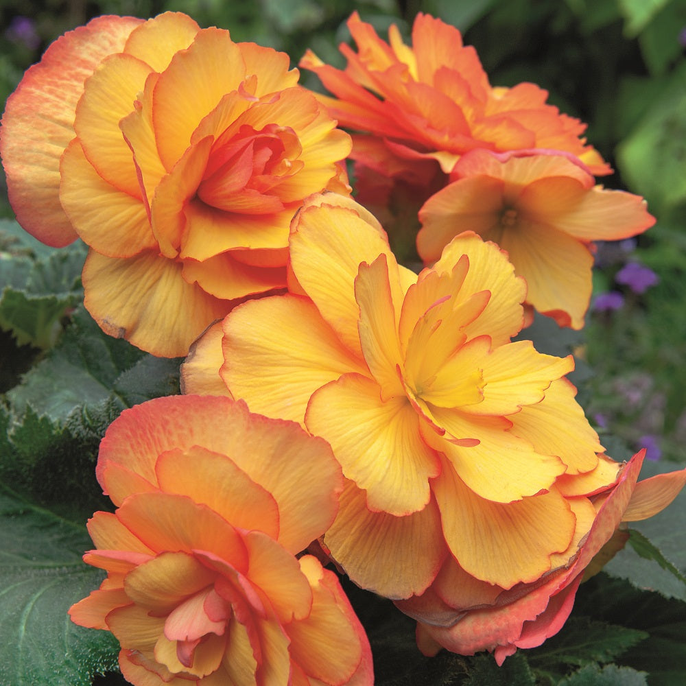 Begonia Cascada Sunray