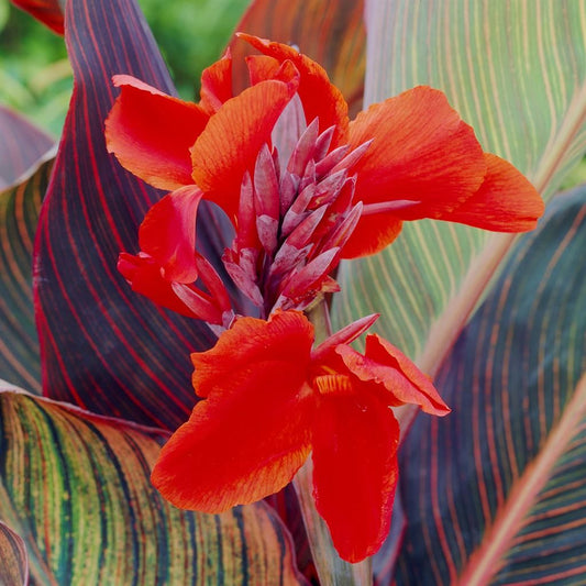 Canna Indica Tarouking