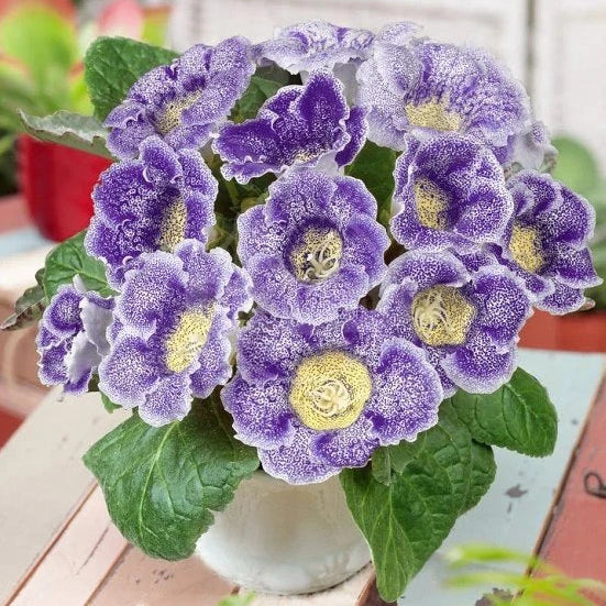 Gloxinia Tigrina Blue