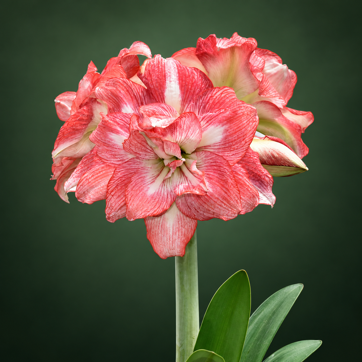 Amaryllis Tika Sunrise