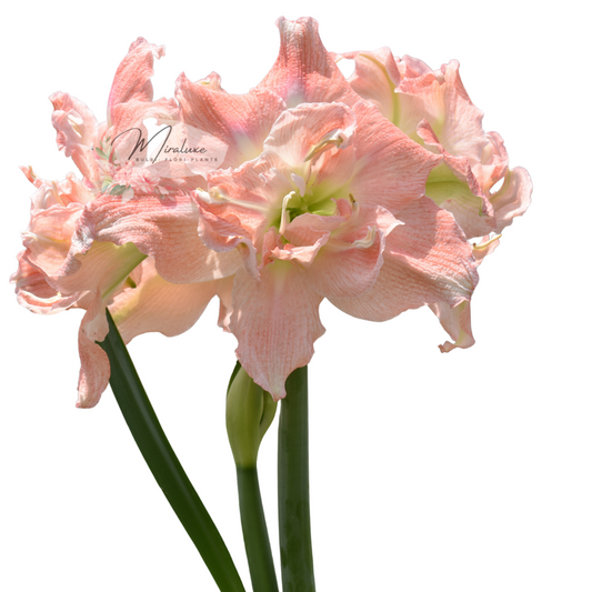 Amaryllis Tika Princess