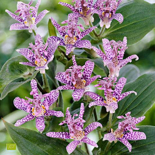Tricyrtis Hirta (Orhidee de Grădina/Crinul Broaștei)