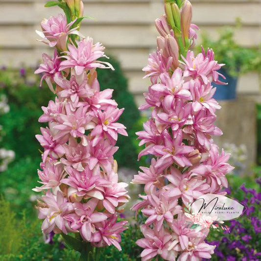 Original Roz Flower Bulbi – Grădina Miraluxe
