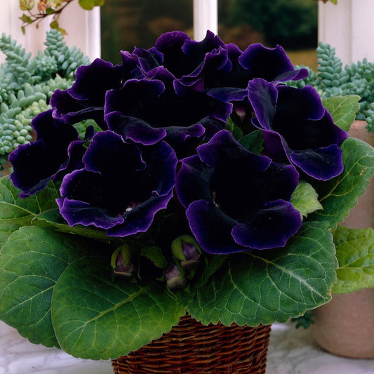 Gloxinia Violacea