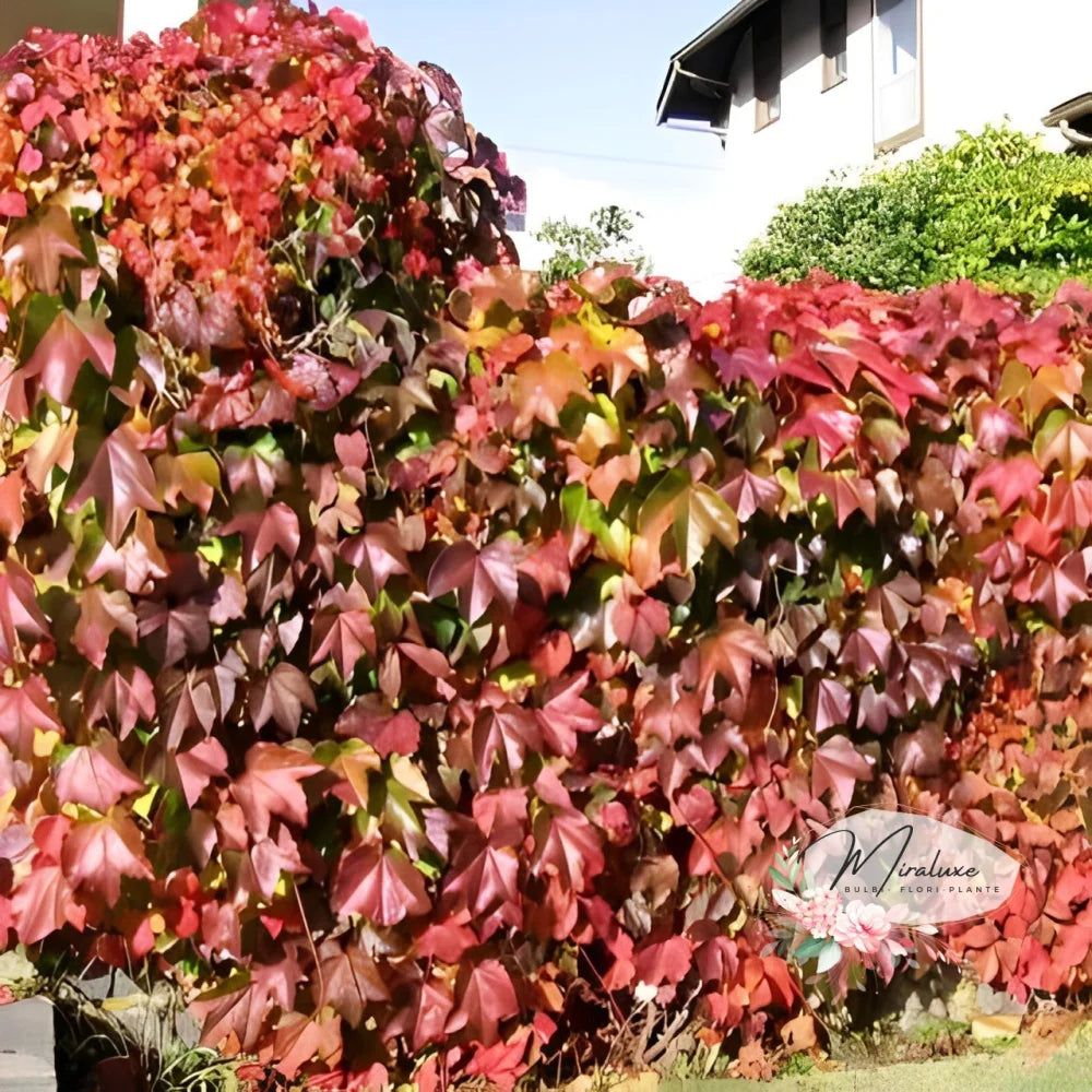 Viță Sălbatică Canadiană (Pergola Parthenocissus) Pergola