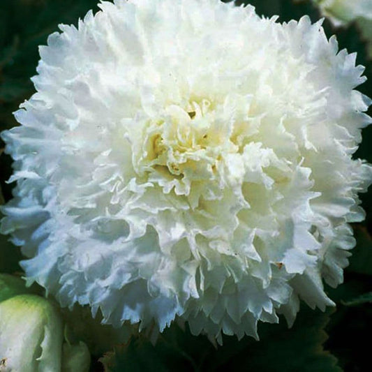 Begonia Fimbriata White