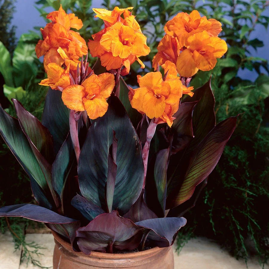 Canna Indica Wyoming