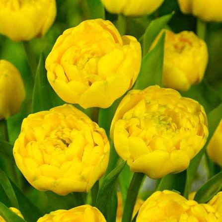 Lalele Double Late Yellow Pomponette