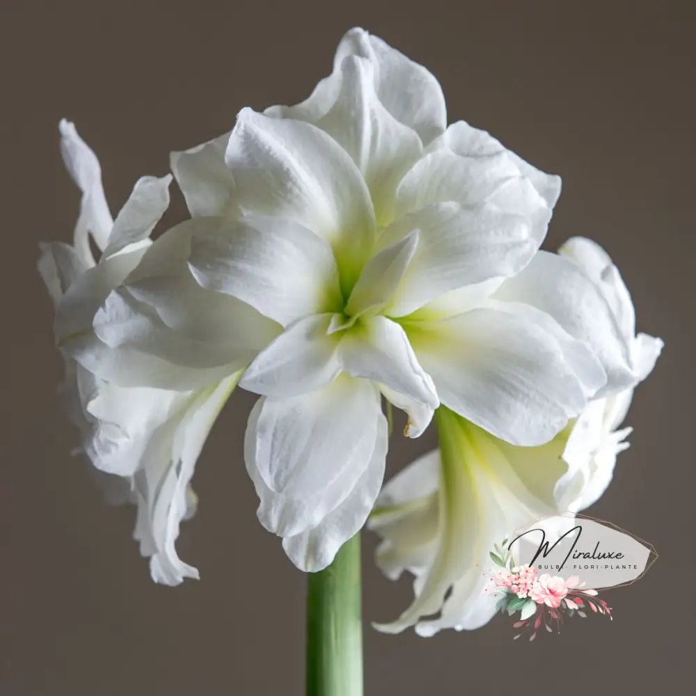 Amaryllis Alaska - Grădina MiraluxeAmaryllis AlaskaAmaryllisGrădina Miraluxe