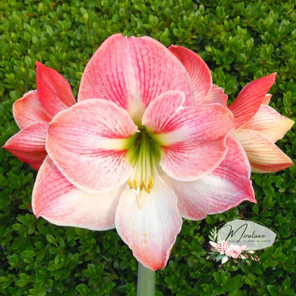 Amaryllis Andes Lady – Grădina Miraluxe