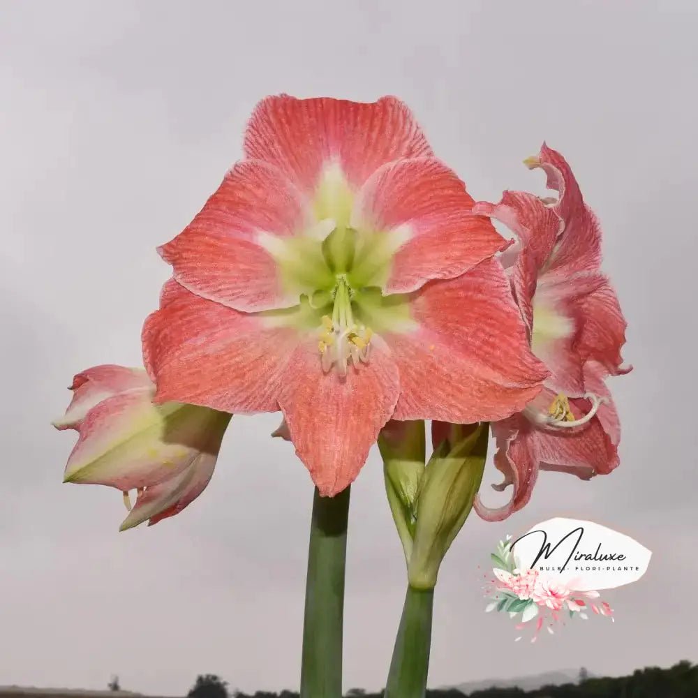 Amaryllis Andes Lady – Grădina Miraluxe