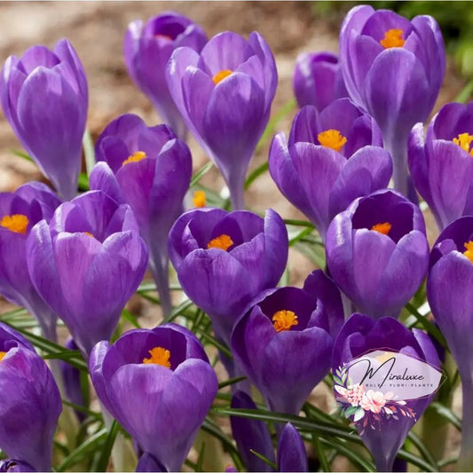 Crocus (Brândușe) Blue Ocean 5 buc. - Grădina MiraluxeCrocus (Brândușe) Blue Ocean 5 buc.CrocusGrădina Miraluxe