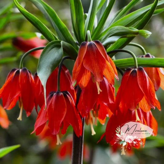 Fritillaria Imperialis Red Beauty - Grădina MiraluxeFritillaria Imperialis Red BeautyFritillariaGrădina Miraluxe