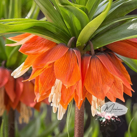 Fritillaria Imperialis Rubra - Grădina MiraluxeFritillaria Imperialis RubraFritillariaGrădina Miraluxe