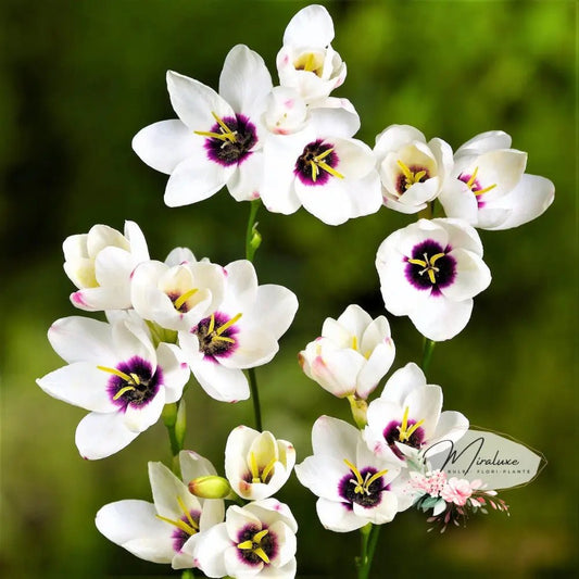 Ixia Blue Bird - Grădina MiraluxeIxia Blue BirdIxiaGrădina Miraluxe