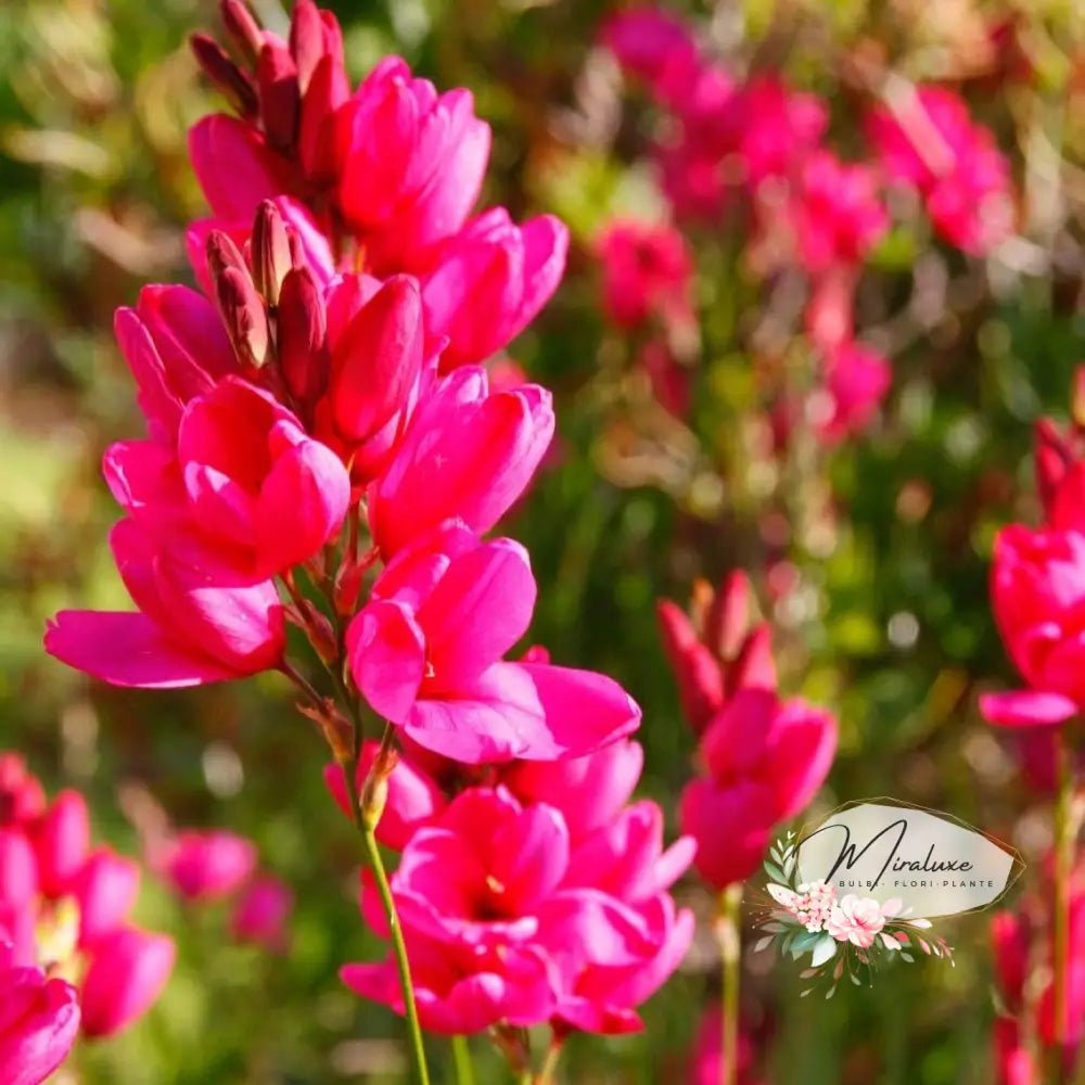 Ixia Castor - Grădina MiraluxeIxia CastorIxiaGrădina Miraluxe