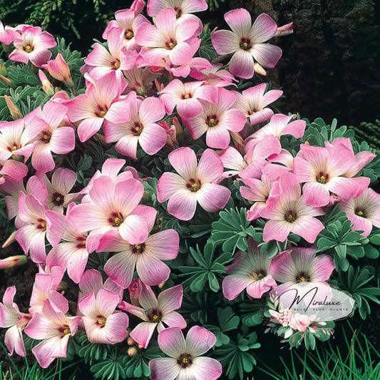 Oxalis Adenophylla - Grădina MiraluxeOxalis AdenophyllaOxalisGrădina Miraluxe