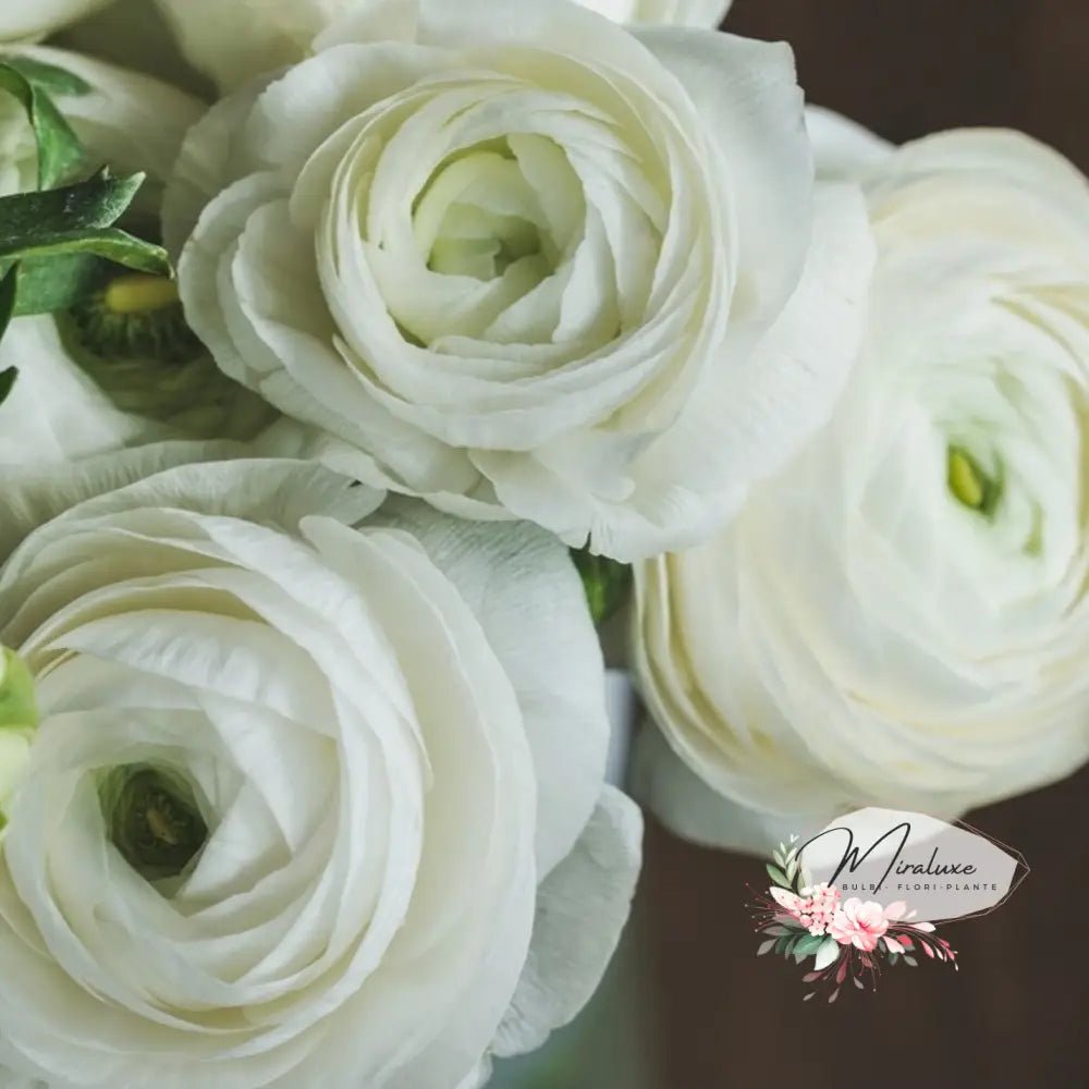 Moderna Ranunculus White Ranunculus White – Grădina Miraluxe