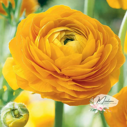 Yellow Piccodee Ranunculus Ranunculus – Grădina Miraluxe